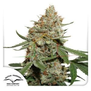 Skunk#11 - Dutch Passion