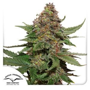 Strawberry Cough - Dutch Passion