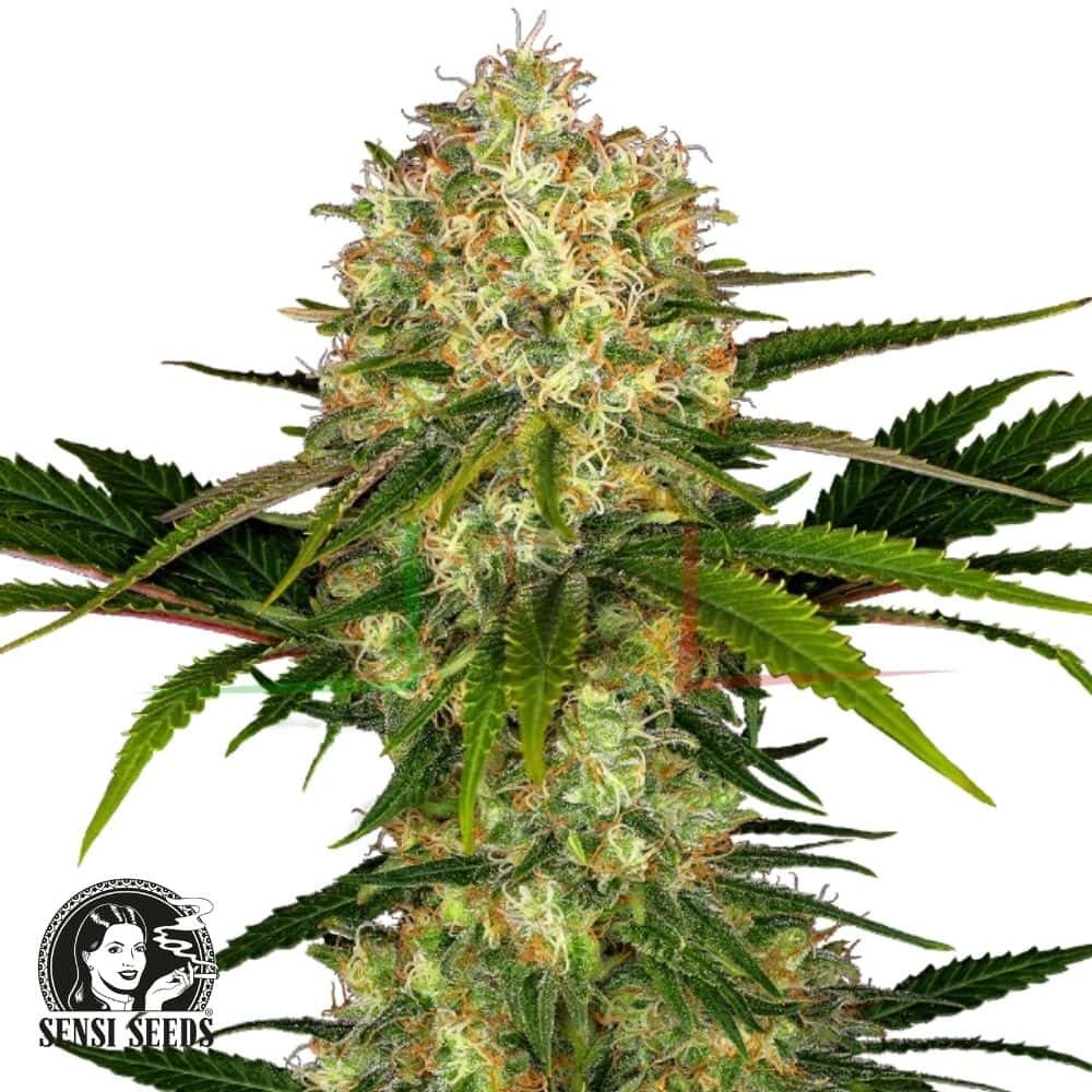 Afghani #1 - Sensi Seeds