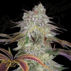 Alienz - Green House Seeds