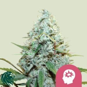 AMG - Amnesia Mac Ganja - Royal Queen Seeds
