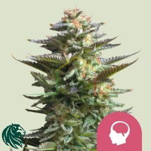 Amnesia Haze - Royal Queen Seeds