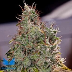 Amnesia Mistery - Positronics Seeds