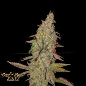 Arjan's Ultra Haze #1 - Green House Seeds
