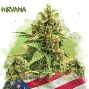 Original Glue Auto - Nirvana Seeds