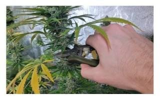 Cuándo cosechar tus plantas de marihuana
