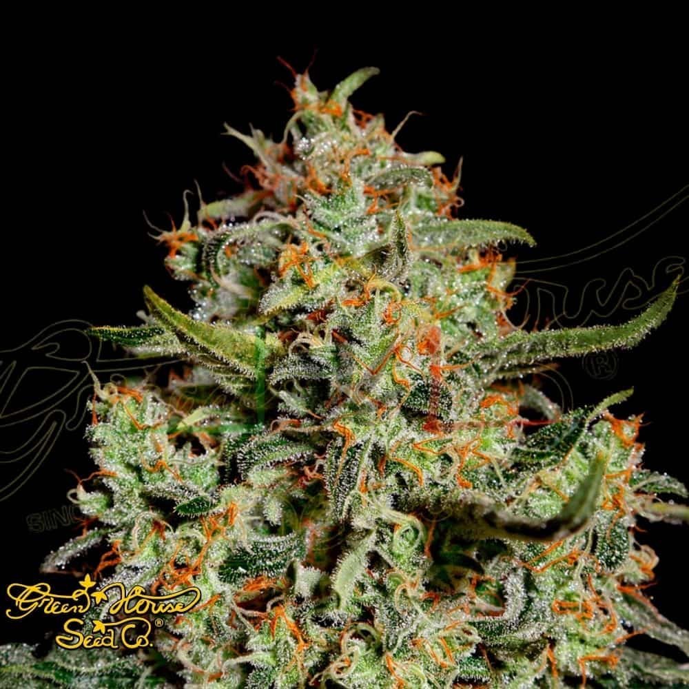Big Bang - Green House Seeds