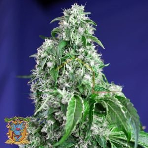 Big Devil F1 Fast Version - Sweet Seeds