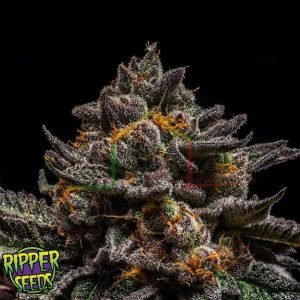 Brain Cake - Ripper Seeds