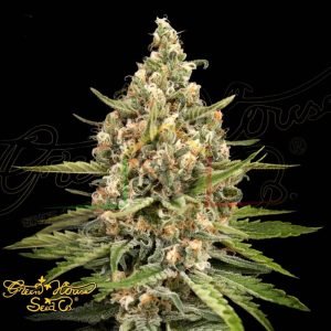 Bubba Slush - Green House Seeds