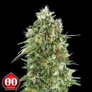 Bubble Gum CBD - 00 Seeds
