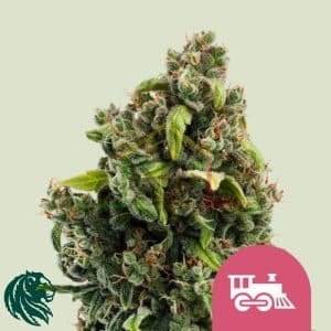 Candy Kush Express Fast Flowering - Royal Queen Seeds