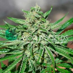 CBD Tonic - World of Seeds