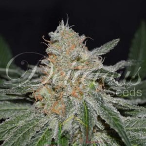 Critical Neville Haze 2.0