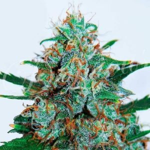 Critical Neville Haze Auto