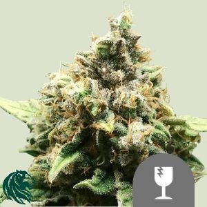 Critical Regular - Royal Queen Seeds