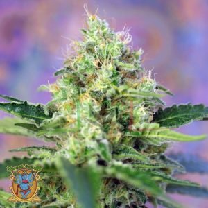 Crystal Candy - Sweet Seeds