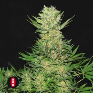 Double Dutch - Serious Seeds