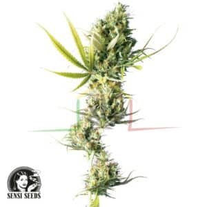 Durban - Sensi Seeds
