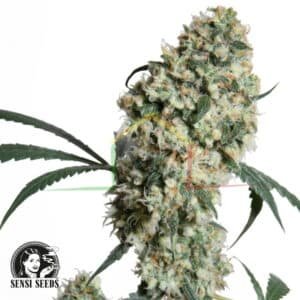 Ed Rosenthal Super Bud regular - Sensi Seeds