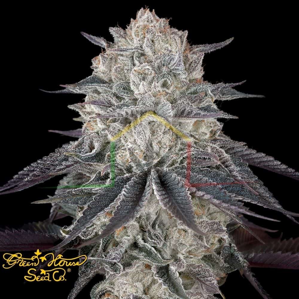 Full Gas - Green House Seeds