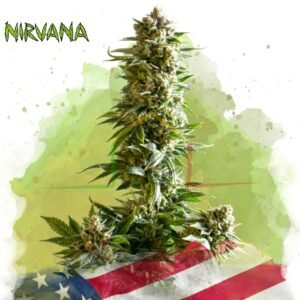 Girl Scout Cookies - Nirvana Seeds