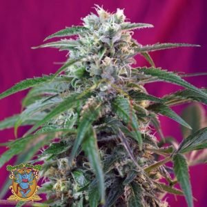 Green Poison Auto de Sweet Seeds