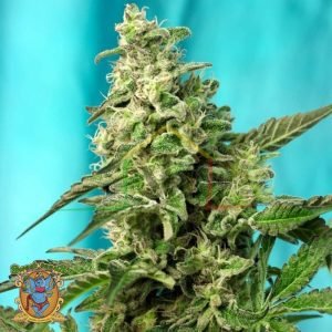 Green Poison Fast Version - Sweet seeds