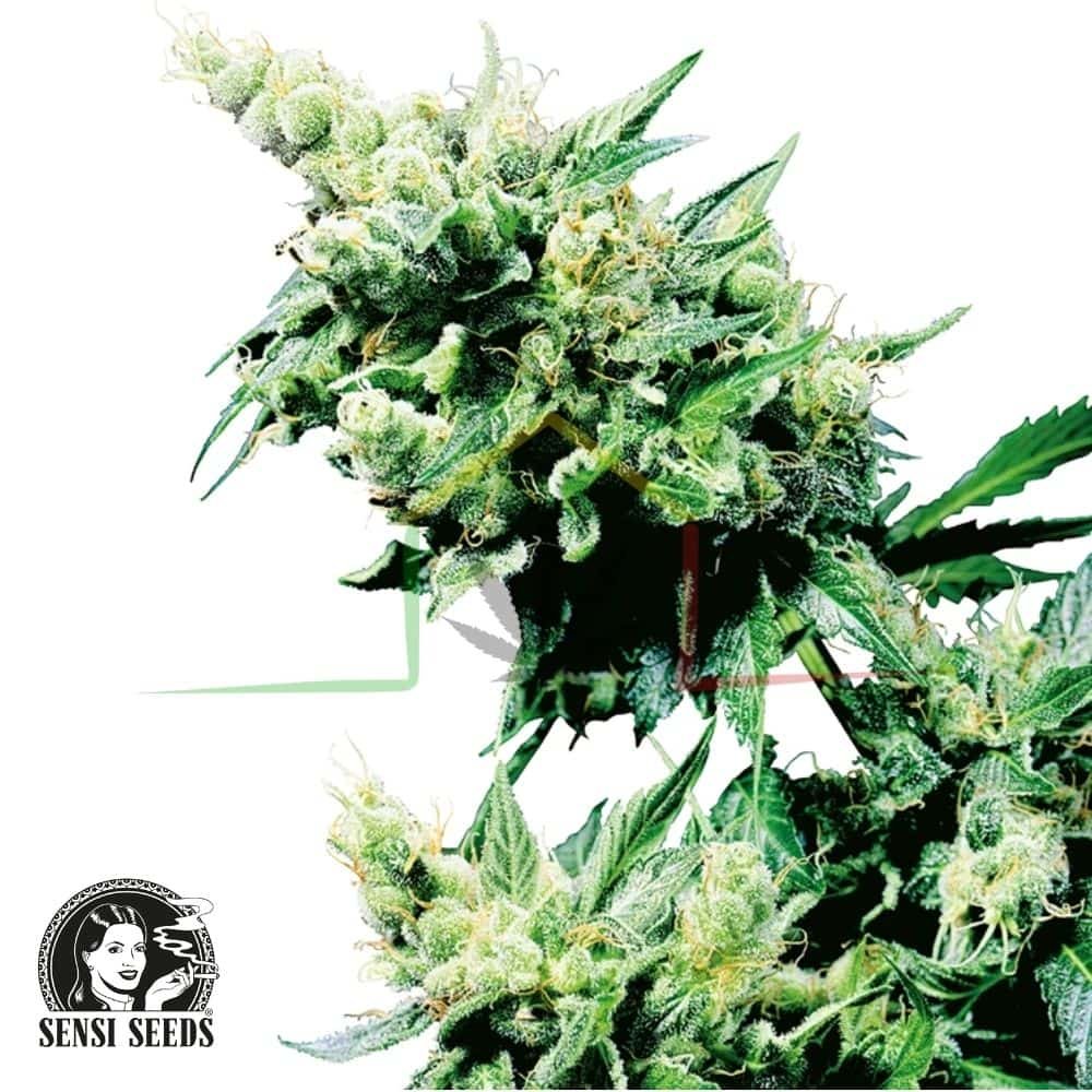 Hash Plant regular - Sensi Seeds