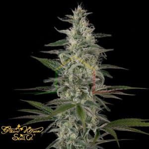 Hawaiian Snow - Green House Seeds
