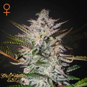 Holy Punch - Green House Seeds