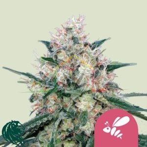 Honey Cream Fast Flowering - Royal Queen Seeds