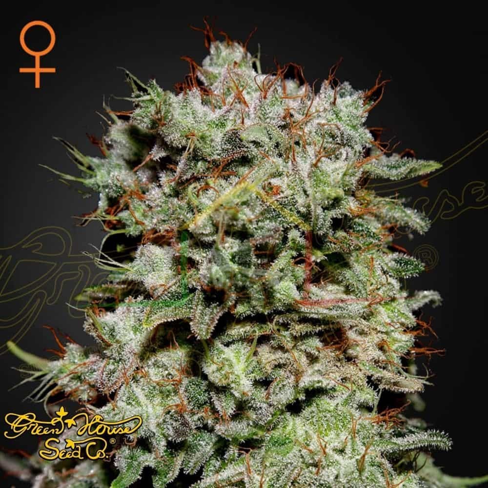 Kalashnikova - Green House Seeds