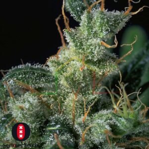 Kali Mist Regular - Serious Seeds