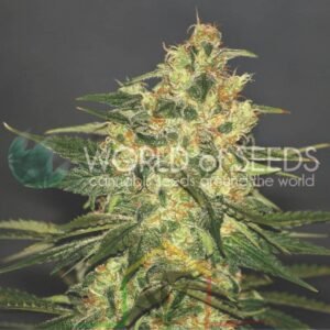 Ketama Regular - World of Seeds