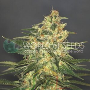 Ketama - World of Seeds