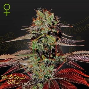 King's Kush Auto - Green House Seeds