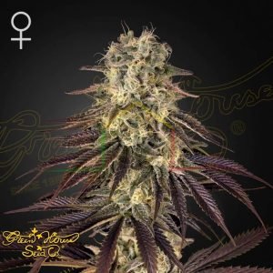 Kong's Krush - Green House Seeds