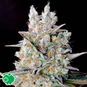 Kritikal Bilbo Auto - Genehtik Seeds
