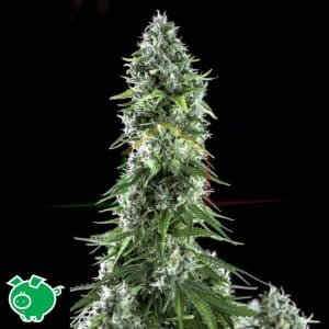 Kritikal Bilbo x AK-47 - Genehtik Seeds