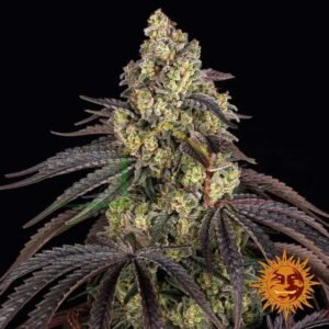 Kush Mintz - Barney's Farm