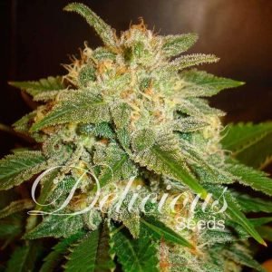 La Bella Afrodita Auto De Delicious Seeds