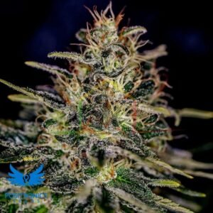 Lemon Trip - Positronics Seeds