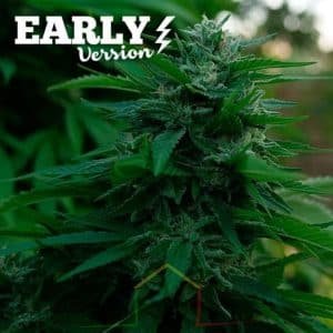Lord Kush Early Version