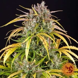 LSD Auto - Barney's Farm