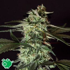 Medizinal CBD - Genehtik Seeds