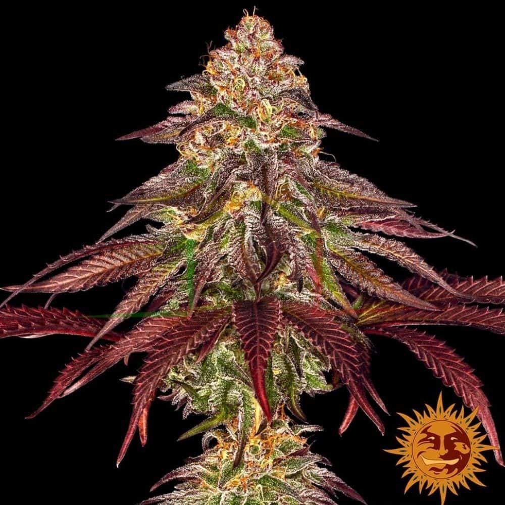 Mimosa Evo x Orange Punch Auto - Barney's Farm
