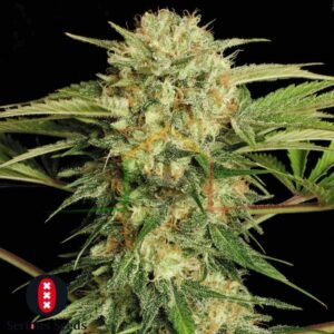Motavation regular de Serious Seeds