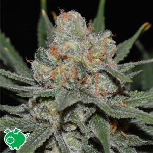 Nevil Bilbo Auto - Genehtik Seed