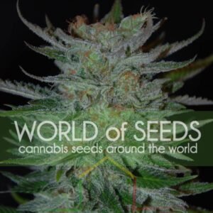 New York 47 - World of Seeds